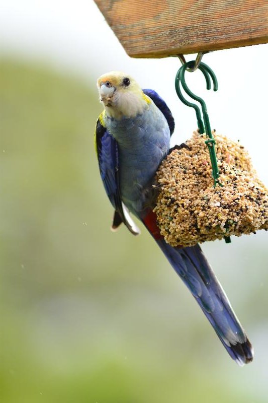 Pale-headed_Rosella__Platycercus_adscitus__004.jpg