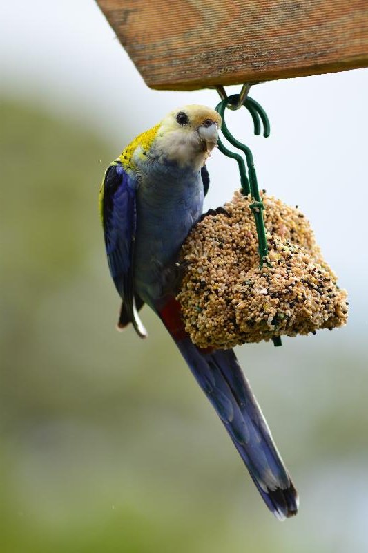 Pale-headed_Rosella__Platycercus_adscitus__005.jpg