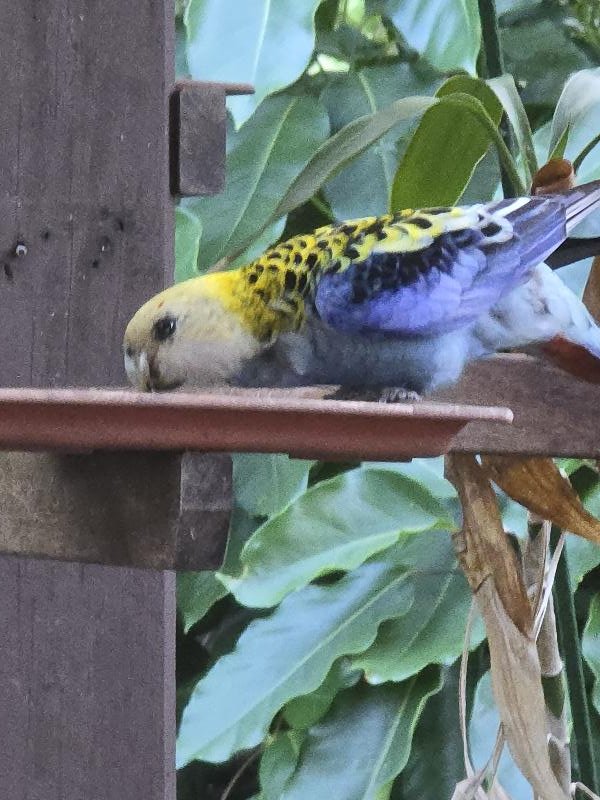 Pale-headed_Rosella__Platycercus_adscitus__006.jpg