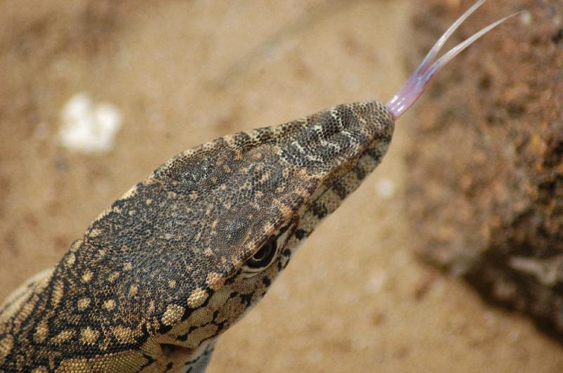 Perentie__Varanus_giganteus__003.jpg