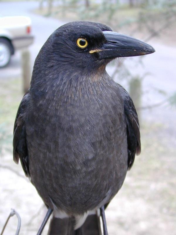 Pied_Currawong__Strepera_graculina__001.jpg