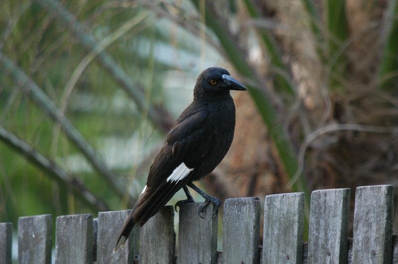 Pied_Currawong__Strepera_graculina__004.jpg