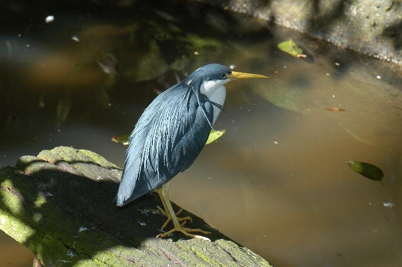 Pied_Heron__Egretta_picata__002.jpg