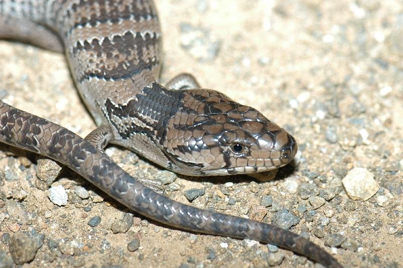 Pink-Tongued_Skink__Cyclodomorphus_gerrardii__001.jpg