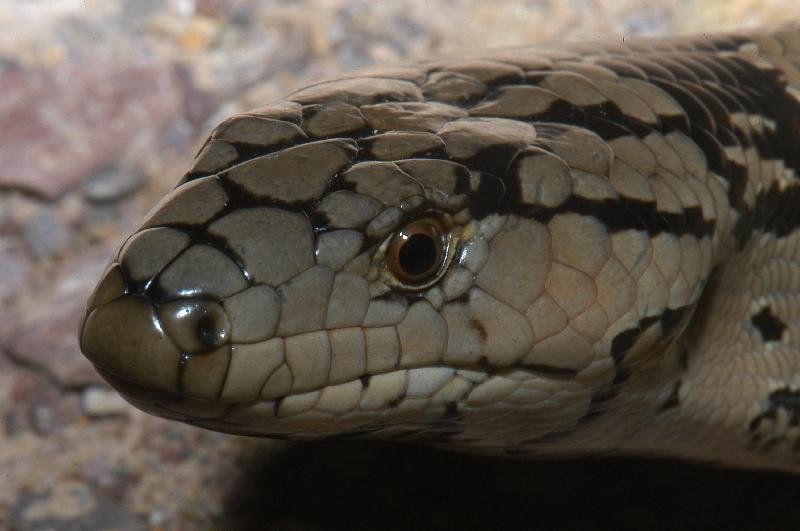 Pink-Tongued_Skink__Cyclodomorphus_gerrardii__004.jpg