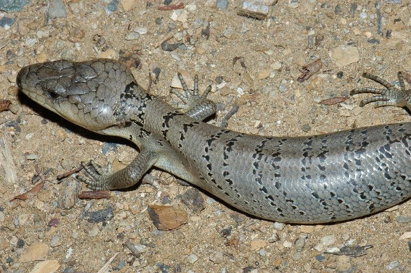 Pink-Tongued_Skink__Cyclodomorphus_gerrardii__007.jpg