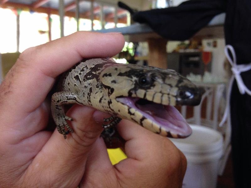 Pink-Tongued_Skink__Cyclodomorphus_gerrardii__009.jpg