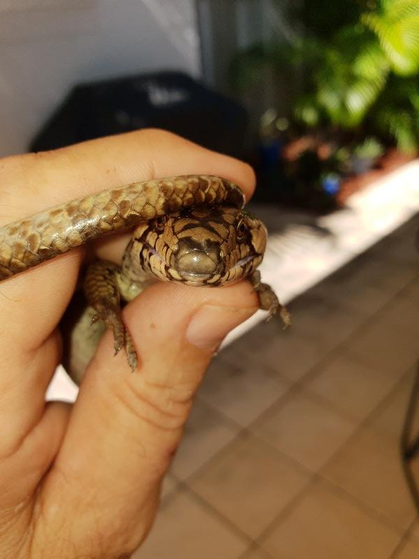 Pink-Tongued_Skink__Cyclodomorphus_gerrardii__012.jpg