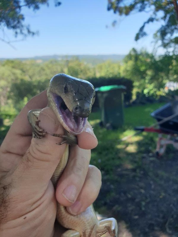 Pink-Tongued_Skink__Cyclodomorphus_gerrardii__019.jpg