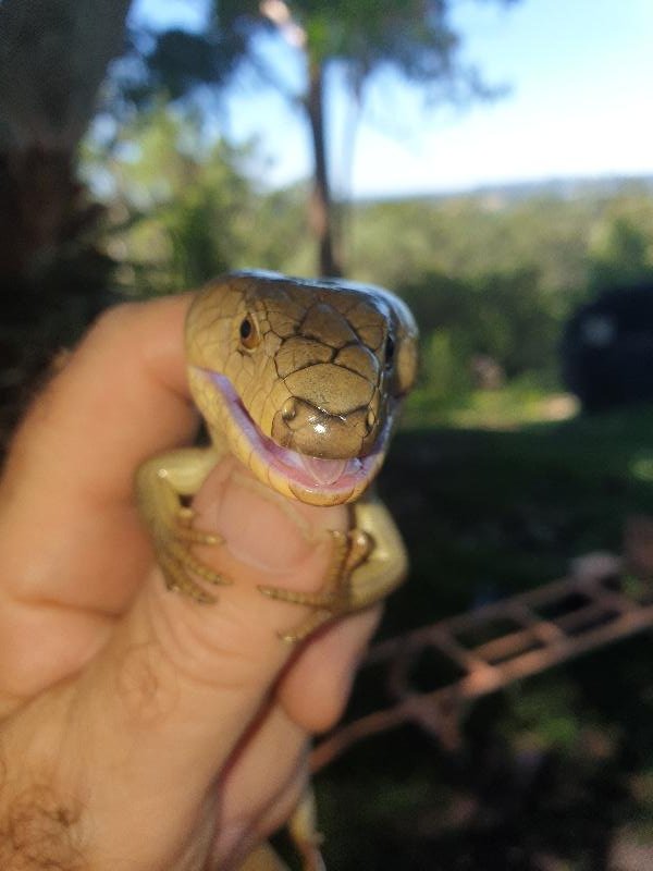 Pink-Tongued_Skink__Cyclodomorphus_gerrardii__021.jpg