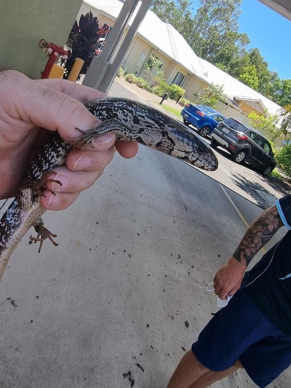 Pink-Tongued_Skink__Cyclodomorphus_gerrardii__024.jpg