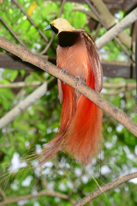 Raggiana_bird-of-paradise__Paradisaea_raggiana__003.jpg