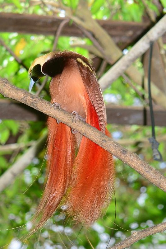 Raggiana_bird-of-paradise__Paradisaea_raggiana__005.jpg