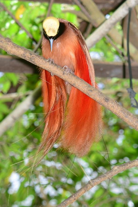 Raggiana_bird-of-paradise__Paradisaea_raggiana__006.jpg