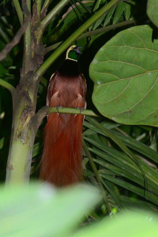 Raggiana_bird-of-paradise__Paradisaea_raggiana__008.jpg