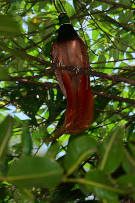 Raggiana_bird-of-paradise__Paradisaea_raggiana__009.jpg