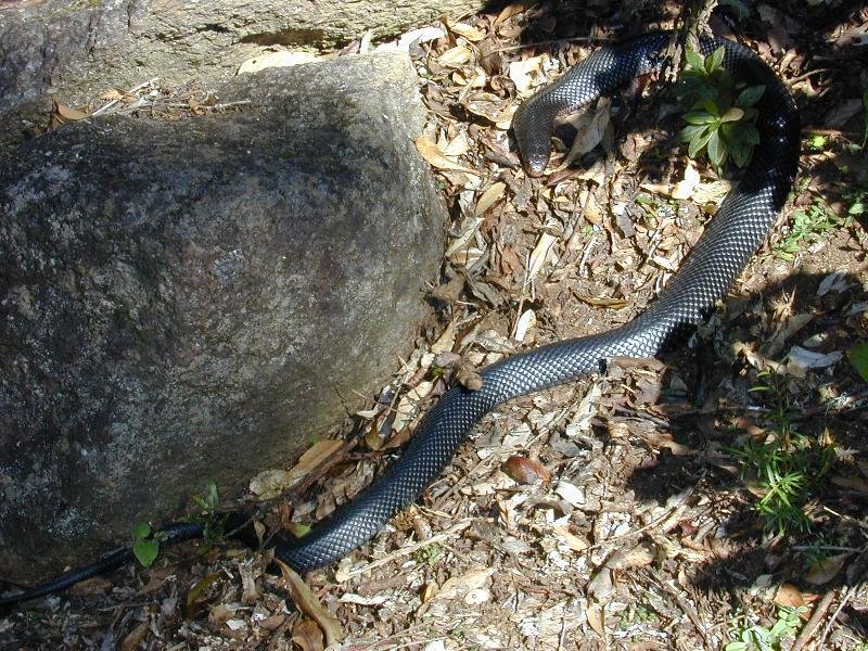 Red-Bellied_Black_Snake__Pseudechis_porphyriacus__001.jpg