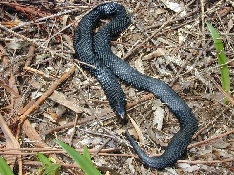 Red-Bellied_Black_Snake__Pseudechis_porphyriacus__005.jpg