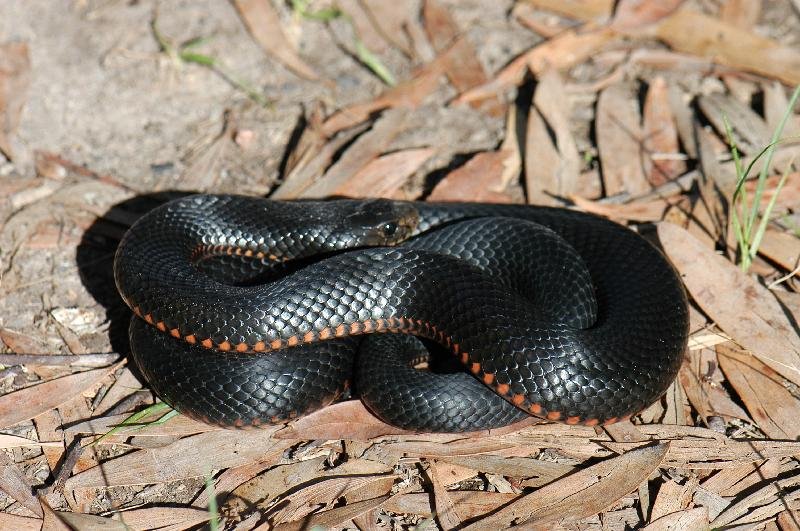 Red-Bellied_Black_Snake__Pseudechis_porphyriacus__011.jpg