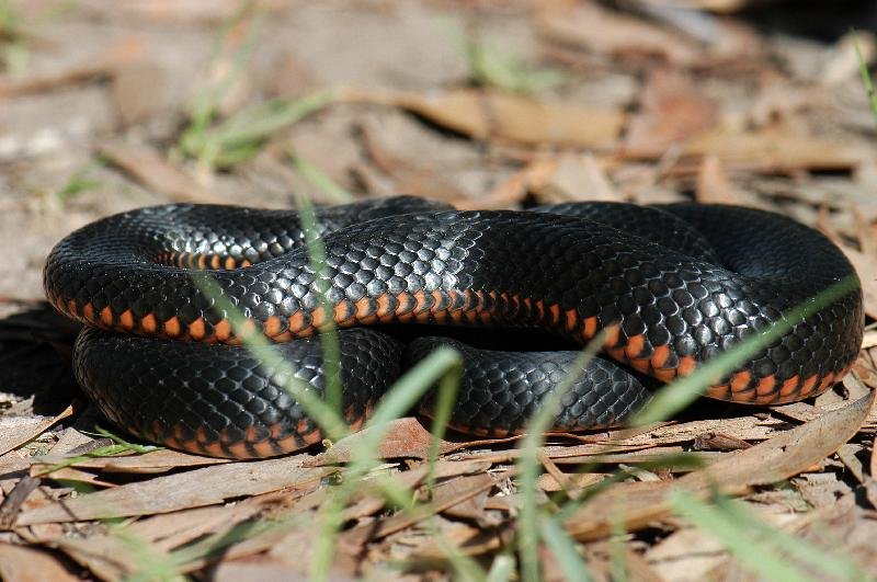 Red-Bellied_Black_Snake__Pseudechis_porphyriacus__013.jpg