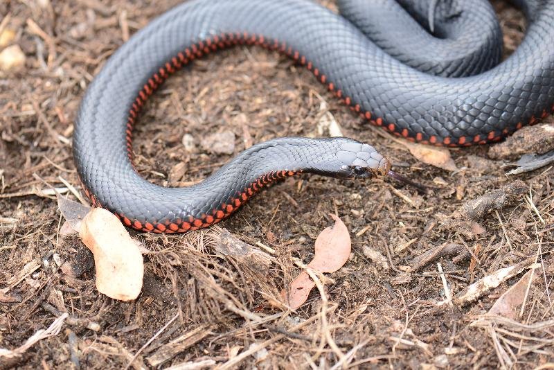 Red-Bellied_Black_Snake__Pseudechis_porphyriacus__029.jpg