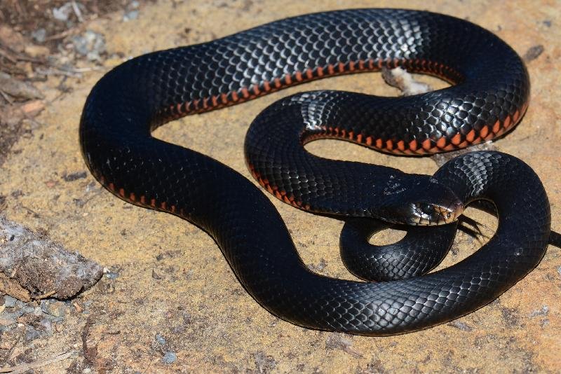 Red-Bellied_Black_Snake__Pseudechis_porphyriacus__034.jpg