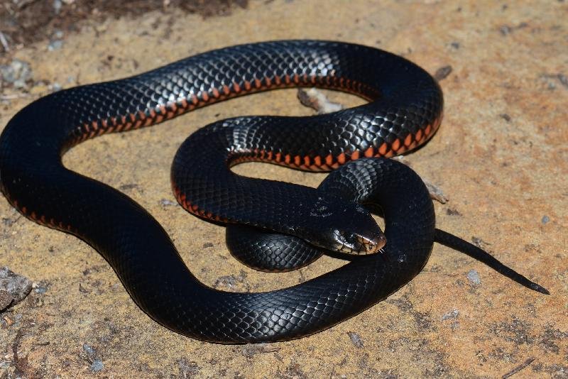 Red-Bellied_Black_Snake__Pseudechis_porphyriacus__035.jpg