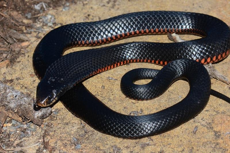 Red-Bellied_Black_Snake__Pseudechis_porphyriacus__036.jpg