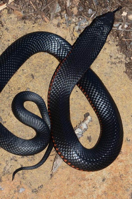 Red-Bellied_Black_Snake__Pseudechis_porphyriacus__038.jpg