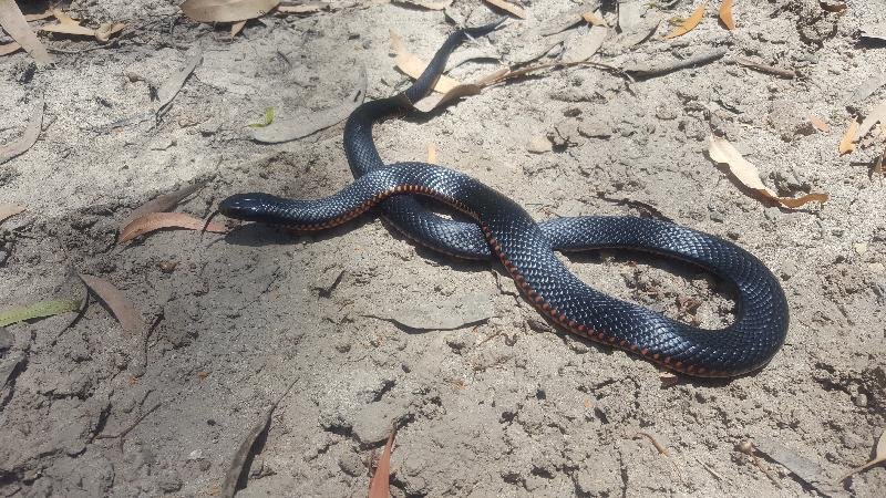 Red-Bellied_Black_Snake__Pseudechis_porphyriacus__049.jpg