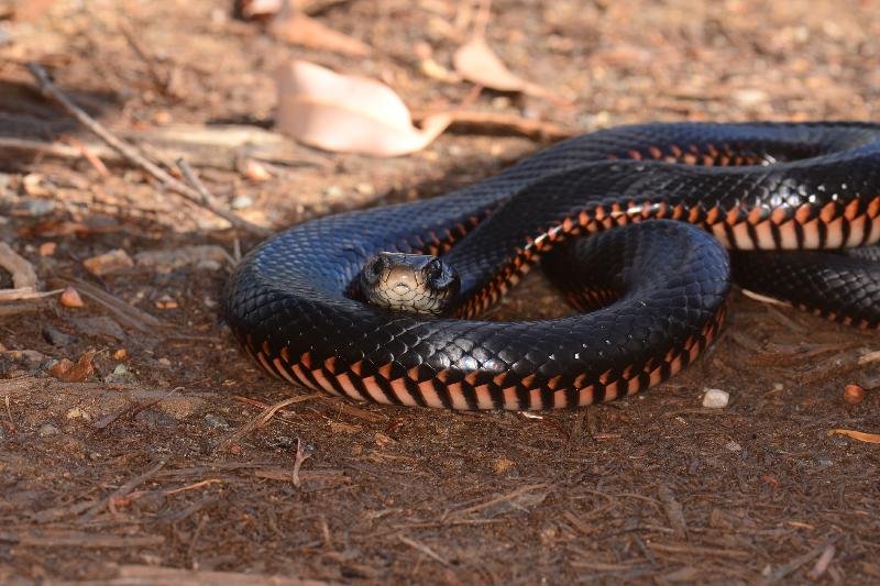 Red-Bellied_Black_Snake__Pseudechis_porphyriacus__051.jpg