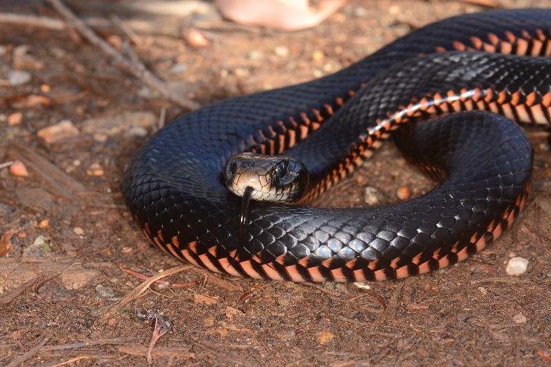 Red-Bellied_Black_Snake__Pseudechis_porphyriacus__053.jpg