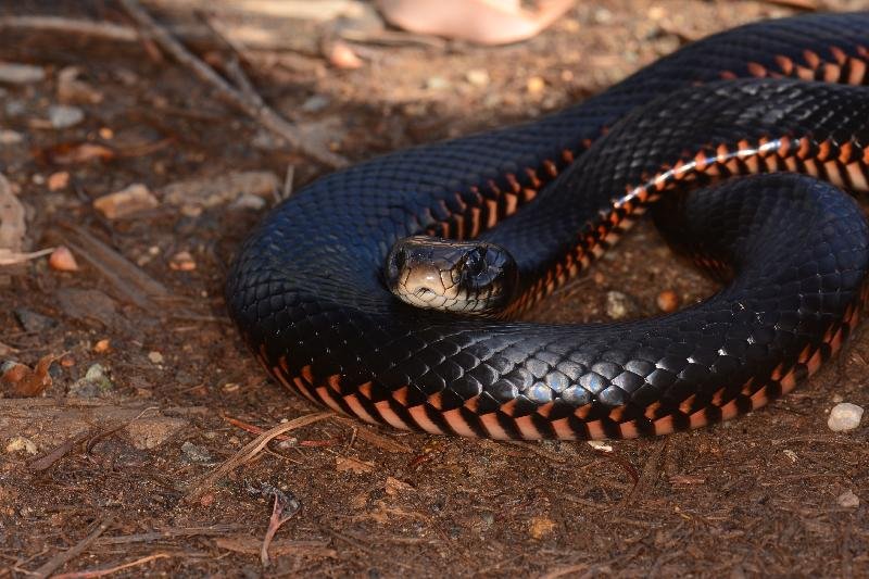 Red-Bellied_Black_Snake__Pseudechis_porphyriacus__055.jpg