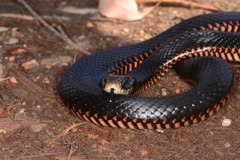 Red-Bellied_Black_Snake__Pseudechis_porphyriacus__056.jpg