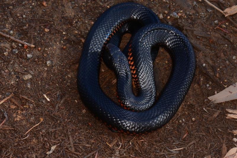 Red-Bellied_Black_Snake__Pseudechis_porphyriacus__060.jpg