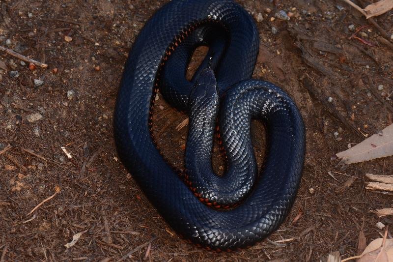 Red-Bellied_Black_Snake__Pseudechis_porphyriacus__061.jpg