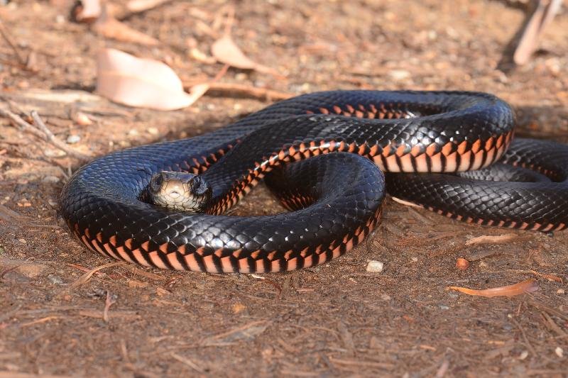 Red-Bellied_Black_Snake__Pseudechis_porphyriacus__063.jpg