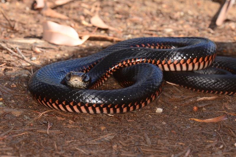 Red-Bellied_Black_Snake__Pseudechis_porphyriacus__064.jpg