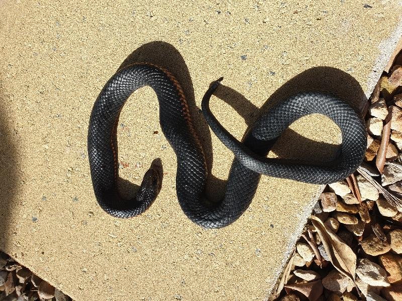 Red-Bellied_Black_Snake__Pseudechis_porphyriacus__075.jpg