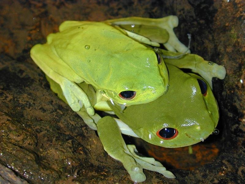 Red-Eyed_Tree_Frog__Litoria_chloris__001.jpg