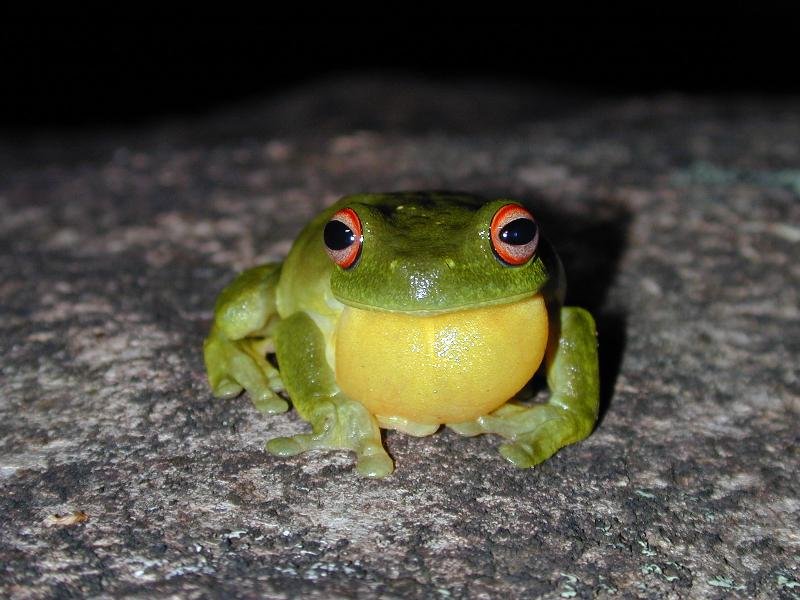 Red-Eyed_Tree_Frog__Litoria_chloris__004.jpg