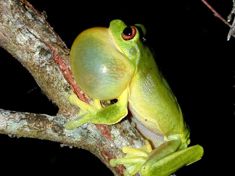 Red-Eyed_Tree_Frog__Litoria_chloris__007.jpg