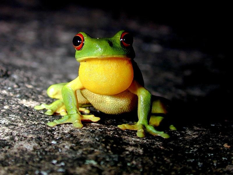 Red-Eyed_Tree_Frog__Litoria_chloris__008.jpg