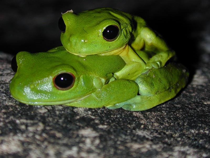 Red-Eyed_Tree_Frog__Litoria_chloris__009.jpg