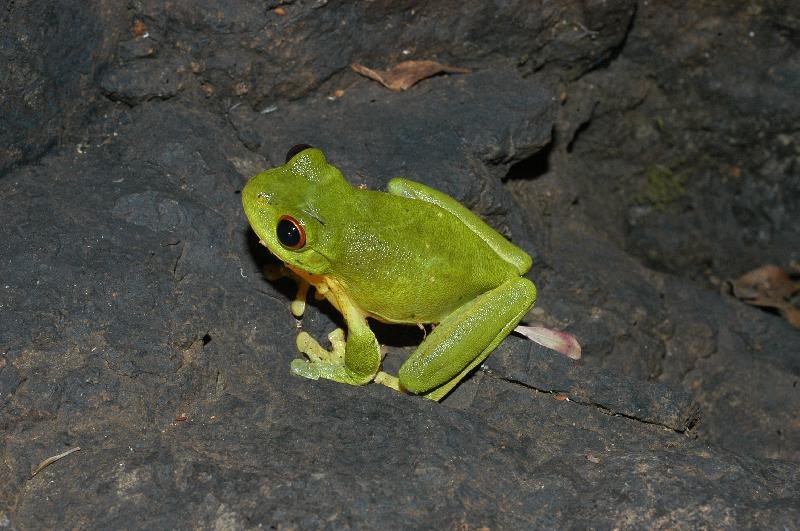 Red-Eyed_Tree_Frog__Litoria_chloris__010.jpg