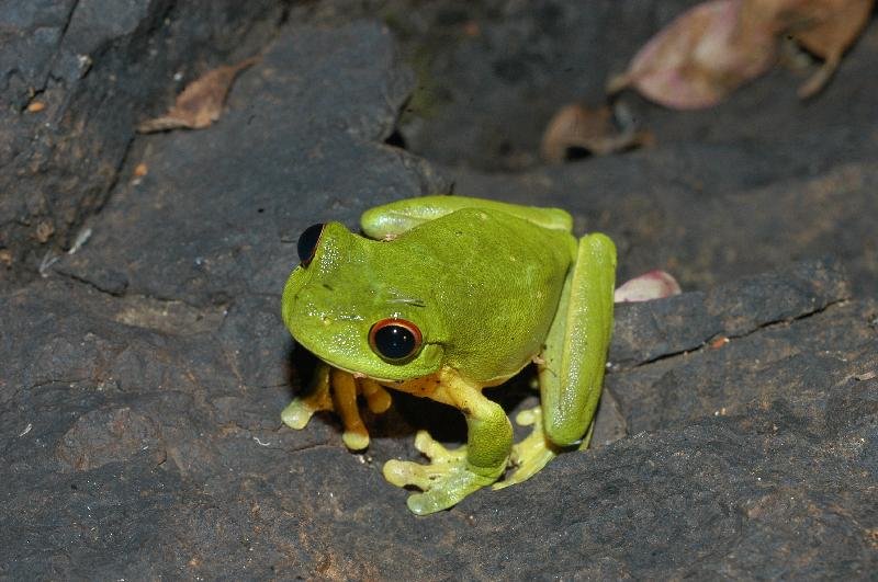 Red-Eyed_Tree_Frog__Litoria_chloris__011.jpg