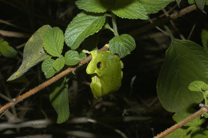 Red-Eyed_Tree_Frog__Litoria_chloris__012.jpg