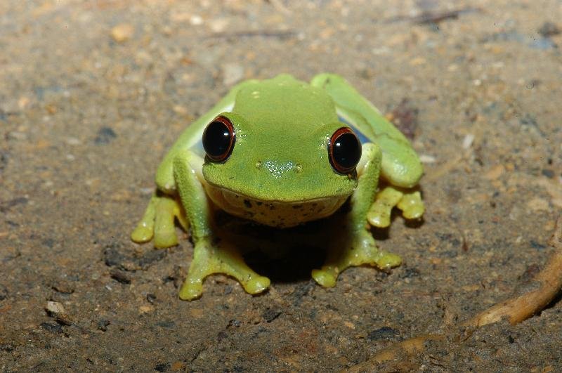 Red-Eyed_Tree_Frog__Litoria_chloris__013.jpg