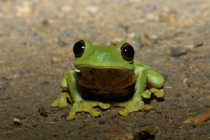 Red-Eyed_Tree_Frog__Litoria_chloris__014.jpg