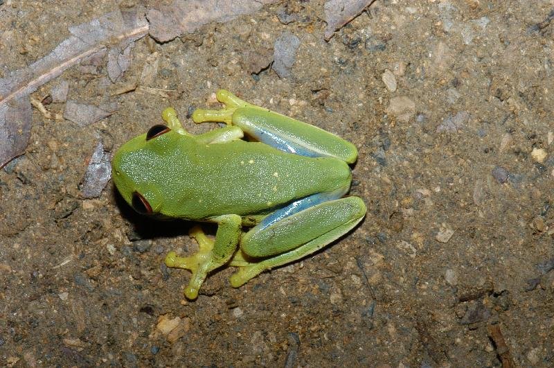 Red-Eyed_Tree_Frog__Litoria_chloris__015.jpg